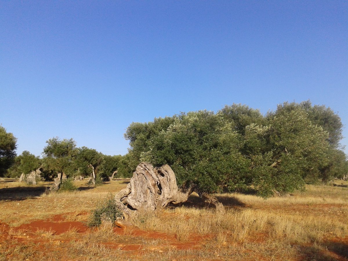 Il paradiso non è nell'aldilà, il paradiso è qui! #Salento #buonadomenica <a href="/WeAreInPuglia/">WeAreInPuglia</a> <a href="/pugliasalento/">Puglia Salento</a> <a href="/igerspuglia/">Igers Puglia</a>