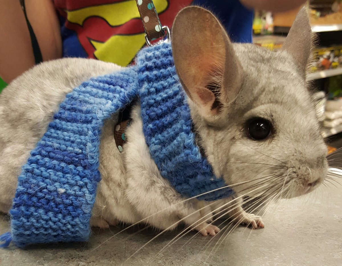 BecksPets's tweet photo. Stitch the #Chinchilla has come back all grown up to say hello!! #cutestcustomerever https://t.co/CXU8Ev0CvG