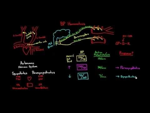 DrIsaacs's tweet photo. Regulation of blood pressure with baroreceptors https://t.co/lHihAZESxD #Neurology #Anatomy #Pediatrics https://t.co/eed8IAjXji