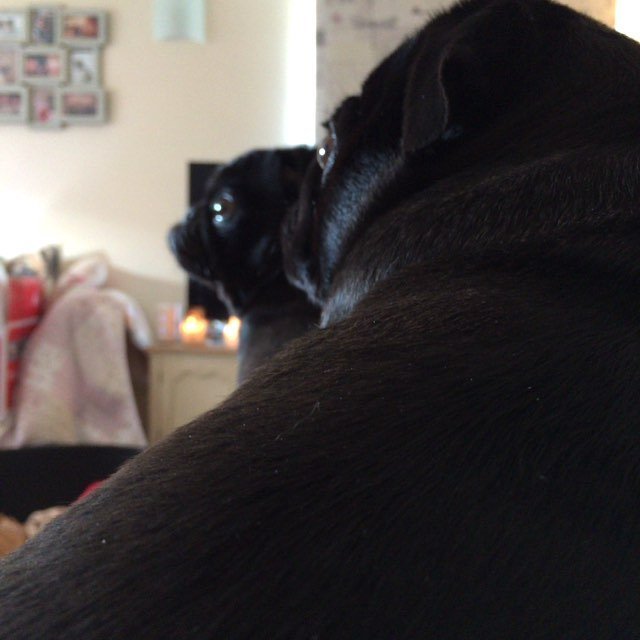 Puglee_Pug's tweet photo. Yep!..... Perfect view of the television... #wrinklydogsofinstagram #dogoftheday #dog #mops #instadog #instapet #in… https://t.co/bZJuGfebTX
