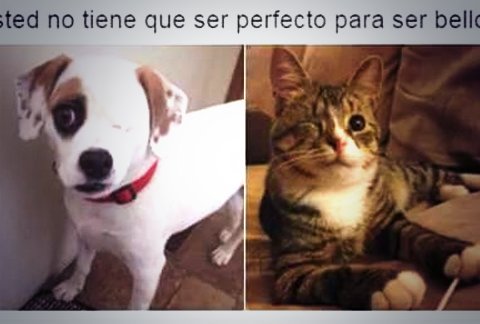 Sera_BD's tweet photo. ❤🐶🐱❤ https://t.co/zla9fnbmwo