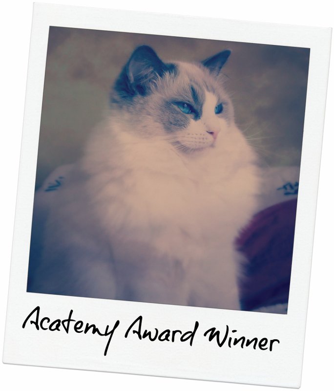 #HappyBirthday to our sweet Neytiri!  #cats #ragdollcats #ragdolls