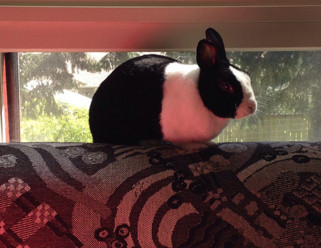 MimiTheRabbit's tweet image. #sofarabbit