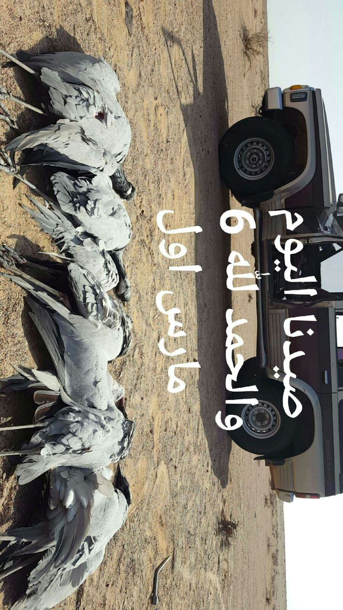 📛 علوووم الكرك 📛
الاحد 5/26   
اول الخير صيد اليوم 
" غرب عقلة الصقور " 
صيد / محمد الحربي وربعة 

فااالكم الشحم ✋✋