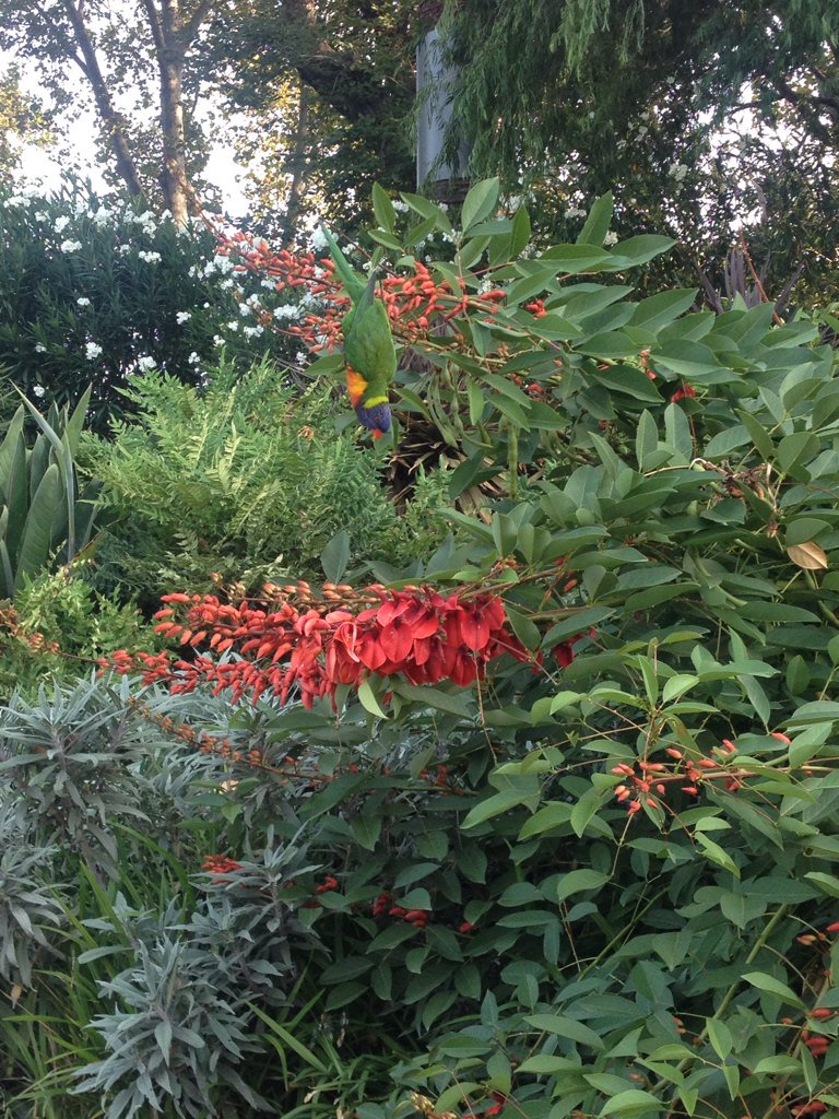 mintpixeljo's tweet photo. How was your day Jo? Oh you know just saw some wild parrots hangin out!! #exploRMIT https://t.co/69x4ttqpQ2