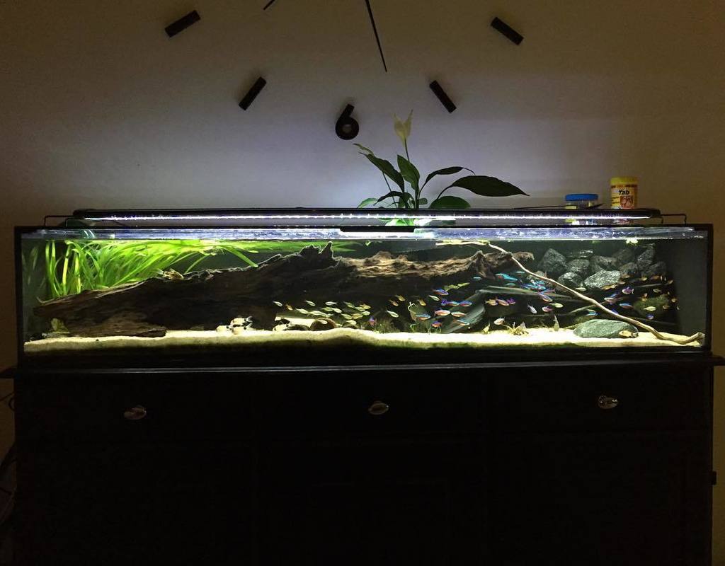 Akvaristan's tweet photo. #akvaristan #aquarium #akvaryum #aquarien My pleoctank 130x30x25cm #pleco #plecotank #tank #flower #plant #planteda… https://t.co/Gj3HXuYgry