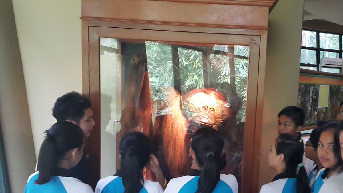 Gumal's tweet photo. 'Bullet' the #Orangutan- so iconic, even after his passing, he motivates #Youth4Conservation @TheWCS @ArcusGreatApes https://t.co/SvBFJCHsKy