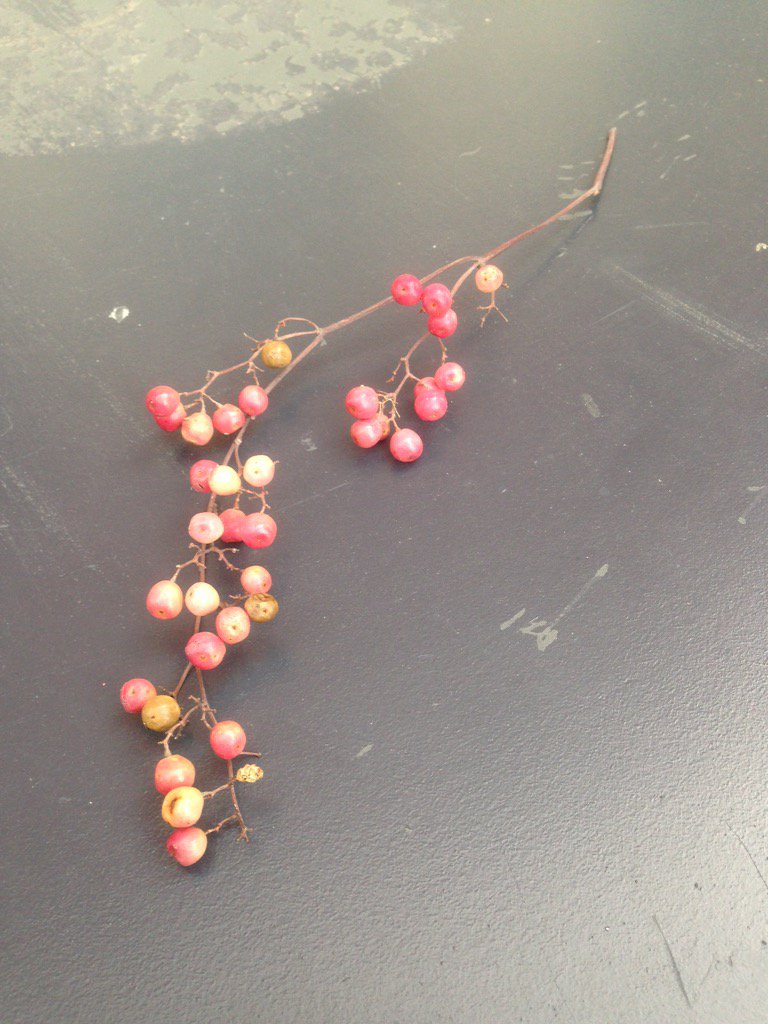 Making a new acquaintance- the rosé pepper tree <a href="/ParabereForum/">Parabere Forum</a>