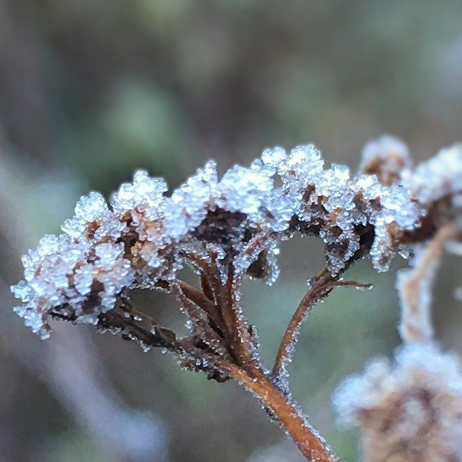 KeizerEllen's tweet photo. @bitpoem #bokeh #original #bitpoem #macro_secrets https://t.co/LF03uVSQpN https://t.co/Coqv4mWcSl