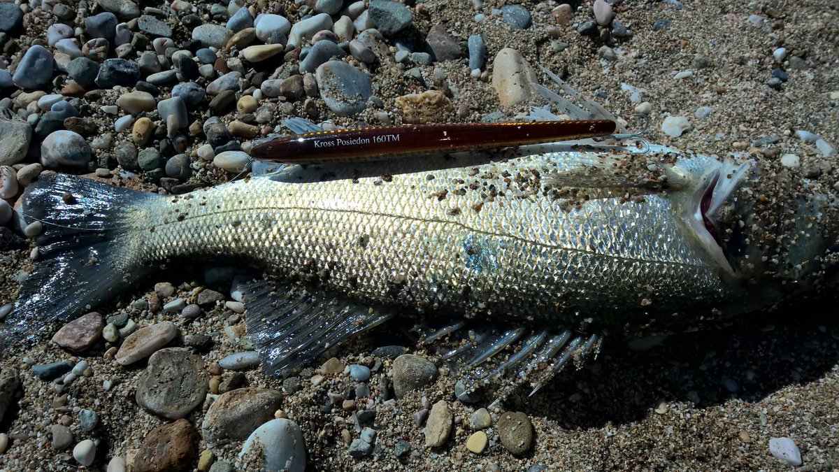 kross_lures's tweet photo. Kross Lures at their best, have a look at these overseas pictures! Nice catch and tight lines! https://t.co/dNnr34CG7X