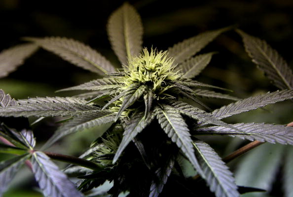CannabisHC's tweet photo. GOOOD MORNING!! Steps in the right direction! https://t.co/mTNh3YXIct https://t.co/kBTRfyVwzR