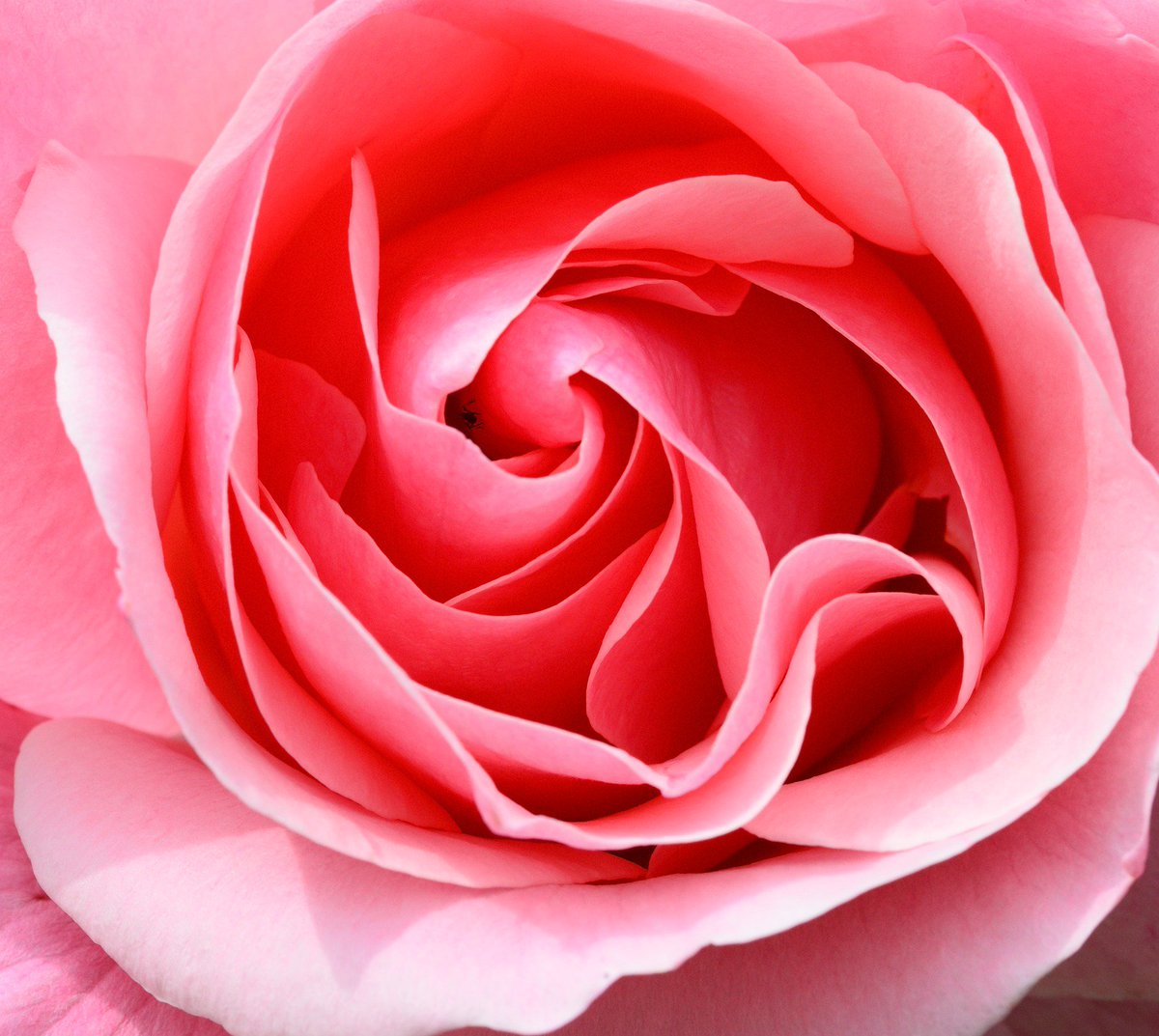 EssentialOilNet tweet picture