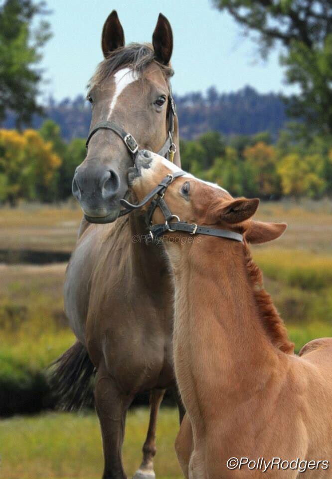 PollyRodgers's tweet photo. Happy Mother's Day to all you mums out there! 
Give her a peck on the cheek just like Percy does! 🏇📷 https://t.co/JC5RSudOtL