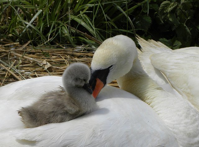 CRCuthbert's tweet photo. A symbol of love, tenderness &amp; protection for us all on Mother's Day https://t.co/3EyWdvLNRU