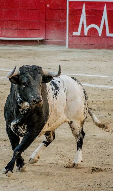 JuanJoMR9's tweet photo. Es bello. Es el rey de la dehesa. El amo de su fiesta. #DoyLaCaraPorElToro https://t.co/z5t5zQ6aA3
