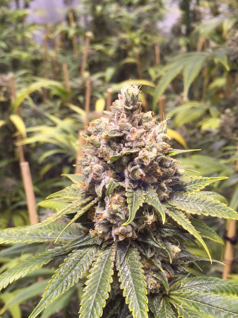 JayGriffin1969's tweet photo. Let's us burn one from need to end @ColoradoDANK #dispensary #bud #dank #stonerfam #keepingkind #mmj #kushcleaner https://t.co/Io0NLG3Q3t