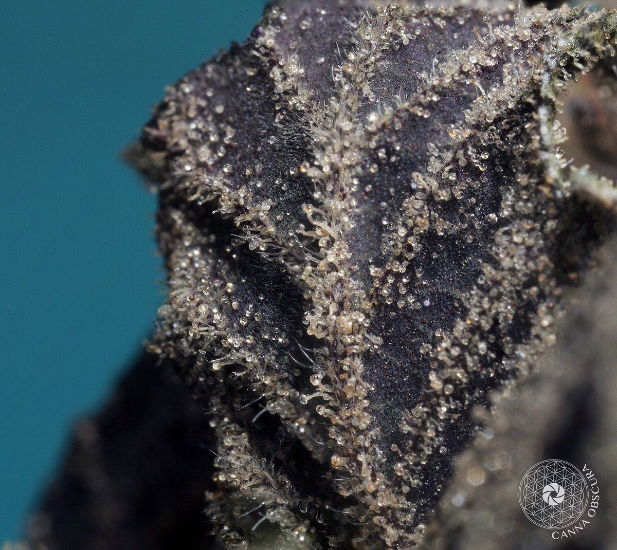 TKO_Reserve's tweet photo. πβοΈπ¦ #Sugarleaf #FutureHash #Cookies #WeedPorn @PornMarijuana https://t.co/hdN70OTPzd