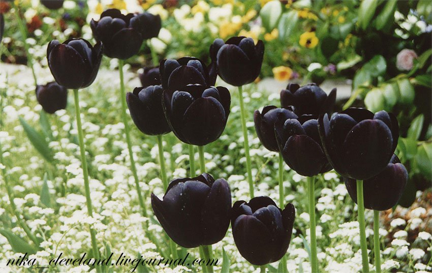 Про черный тюльпан. Черный тюльпан. Черный тюльпан цветок. Чёрный тюльпан растение. Черные тюльпаны букет.