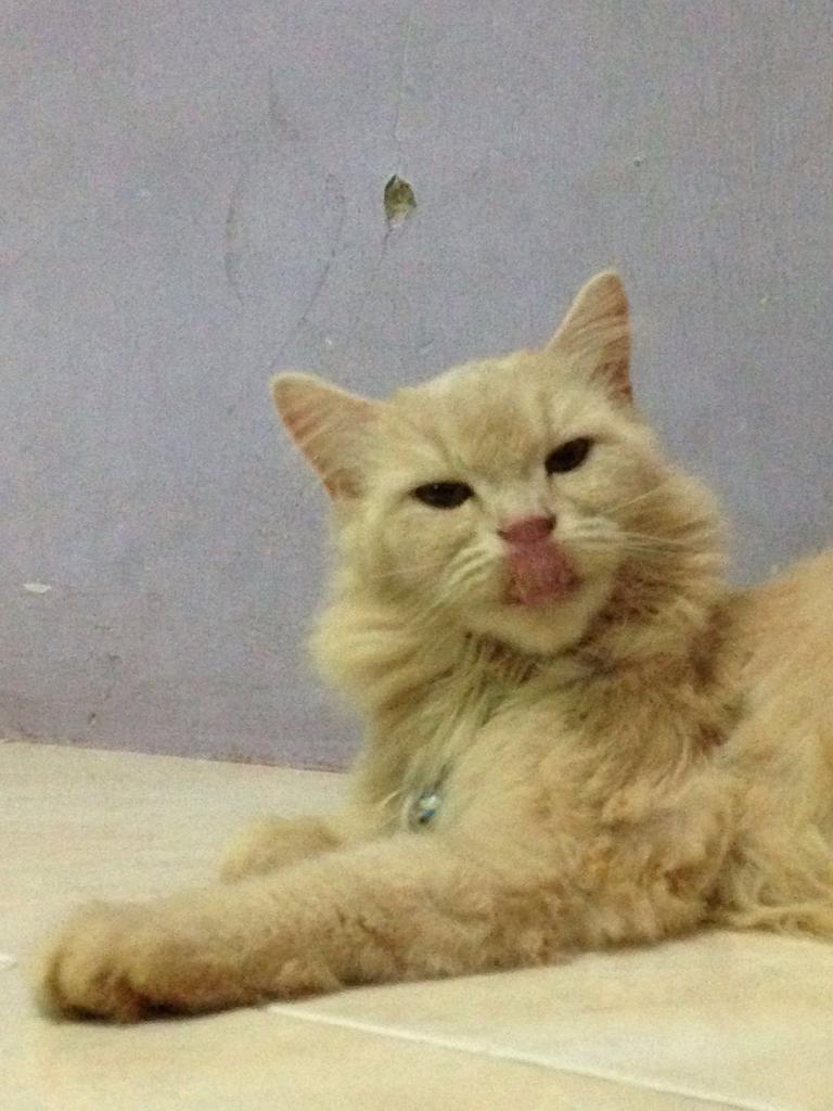 catloverskaskus's tweet photo. Selamat malam #clk1 https://t.co/ki63X7HI0p
