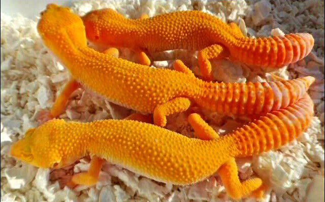 Geckozoo2015's tweet photo. ブログで更新した2016年世界最新モルフ事前予約受付開始いたします。
目玉は日本初上陸のマンダリンパステル♀とパステルラプター♂のコンボモルフです。
他にもいるので詳しくはブログを見てください。
購入希望者はメッセージ下さい。 https://t.co/yh7eQ3XAn9