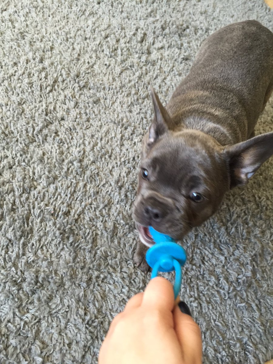 _beagy's tweet image. 😍