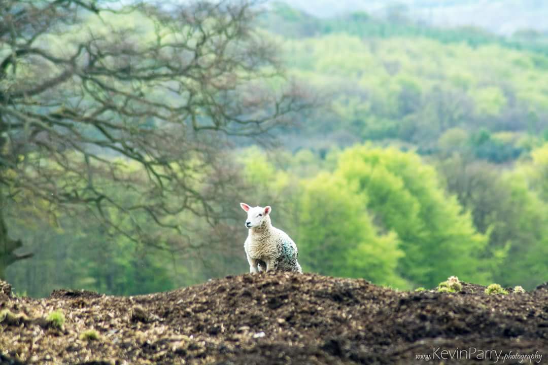 Kevin Parry tweet media