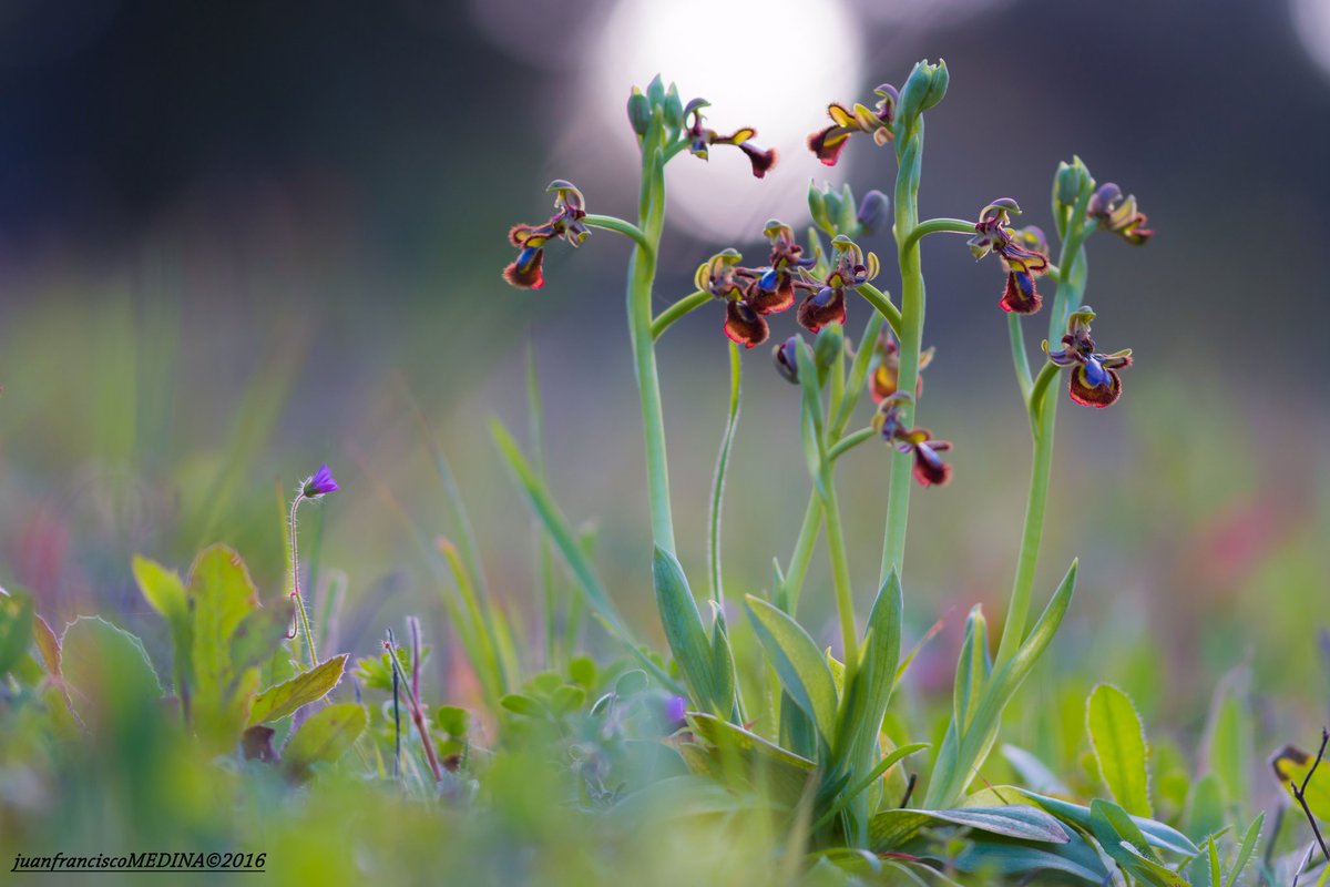 juanfml_'s tweet photo. Ophrys speculum #sentirHuelva #naturaleza #doñanawildlife #orquídea #Primavera #photography #beautifulmoment #best https://t.co/QYgDhbmGj9