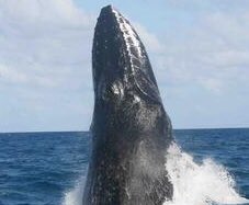 caoimhinmgm's tweet photo. Please retweet and more importantly "vote" to save the Whales https://t.co/BREZLbJeap @newbelfast @pernandobarrena https://t.co/4Yx8pvalVo