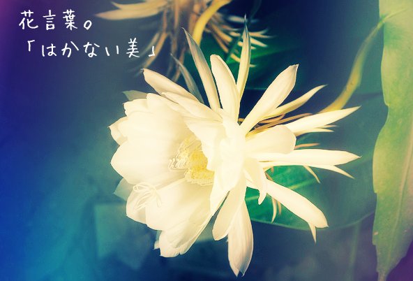 はかないのtwitterイラスト検索結果