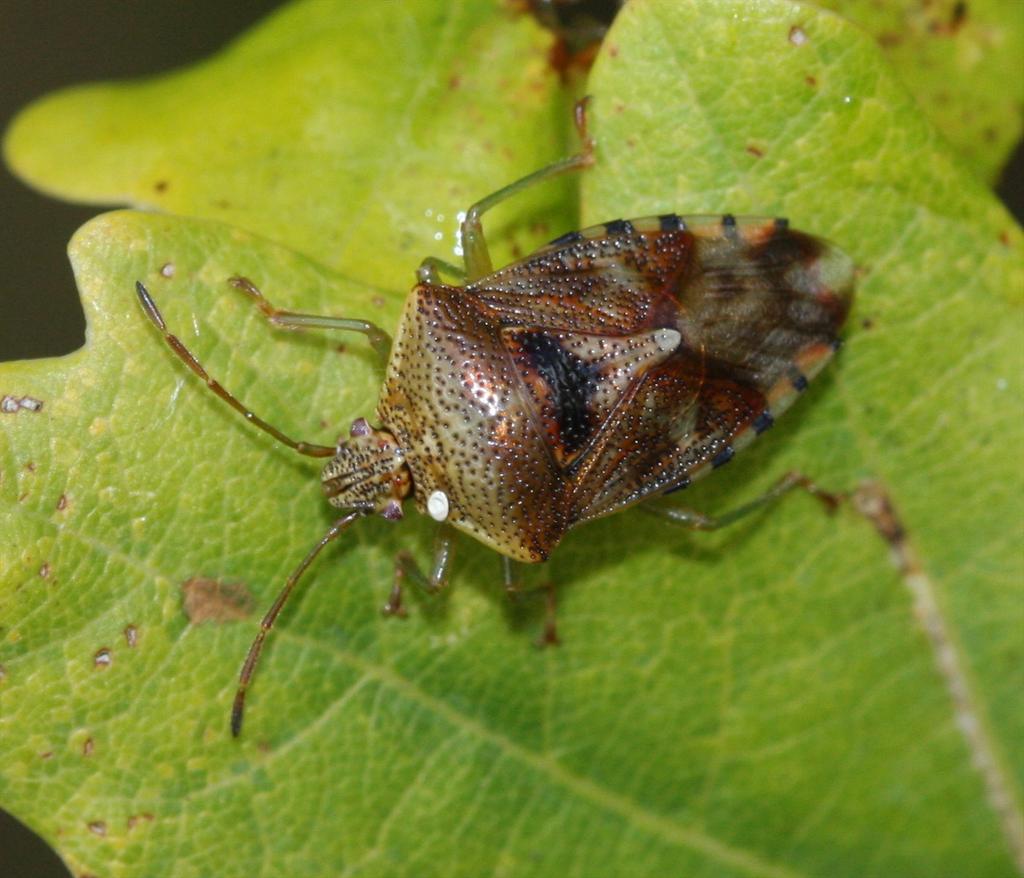 Liam Olds tweet media