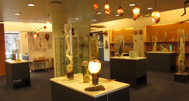The Phallological Museum in Husavik, Iceland, is the world’s only museum of penises.