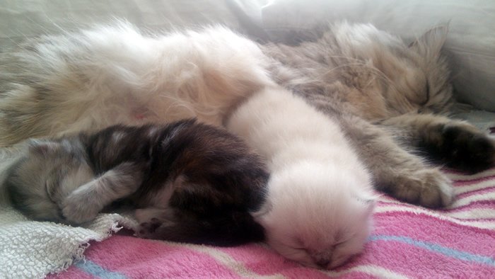 ben ve bebişlerim :)
Mutlu Pazarlar