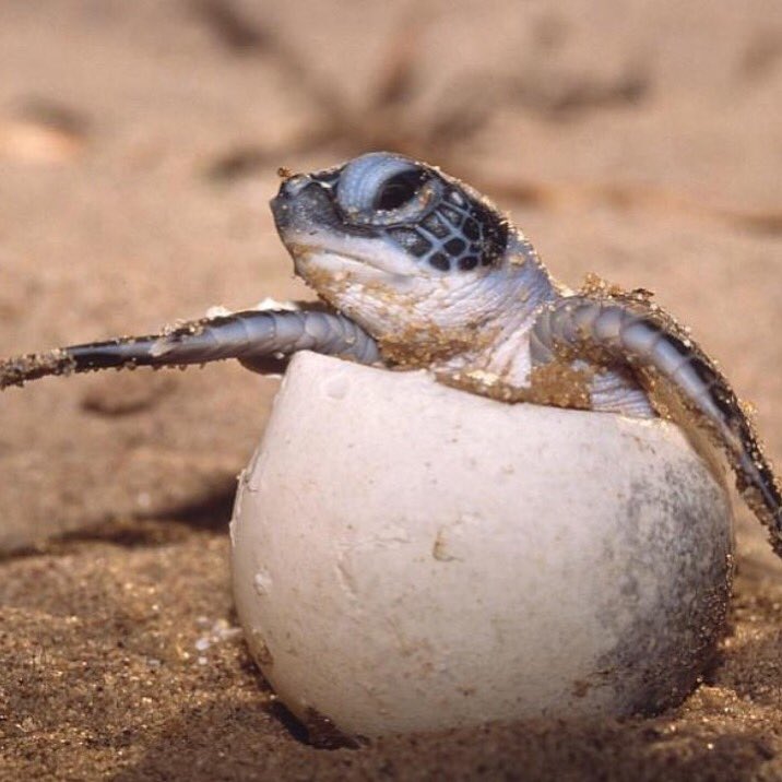 ShopDevocean's tweet photo. Lazy Sunday for this little guy 🐢🐚🐢 #devocean #devotedtotheocean 📷: @heronisland https://t.co/6s3Jx3uxLX
