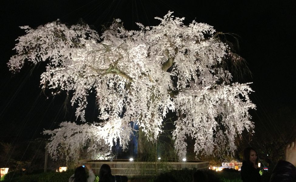 Visit Kyoto tweet media