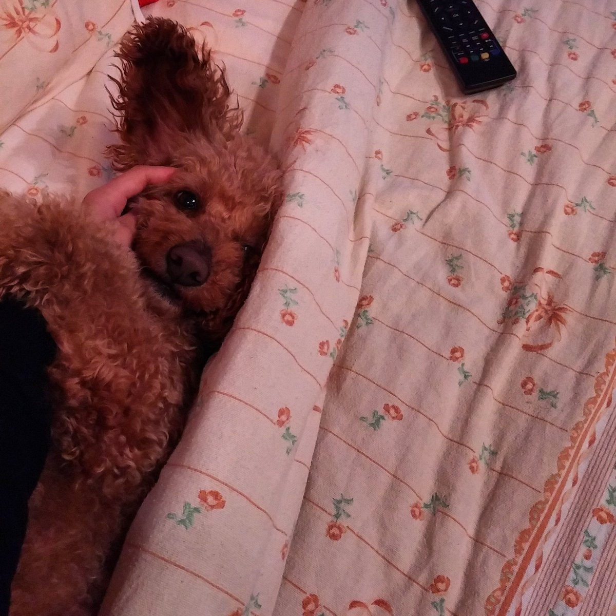 FrancescaCott1's tweet photo. Il mio cane/pipistrello 💚 https://t.co/rVa9hFdNcb