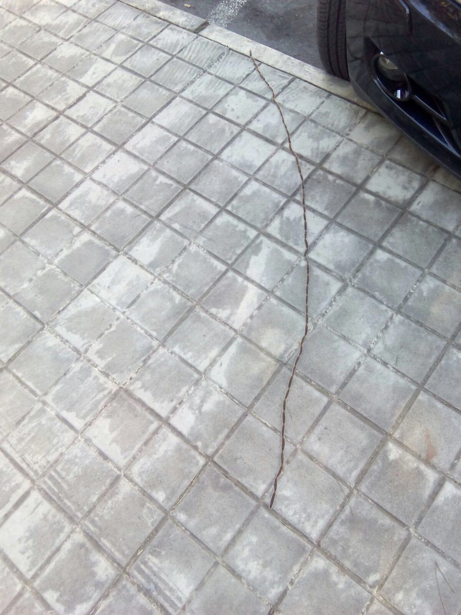 wikiCR's tweet photo. CUIDADO CON LAS PROCESIONARIAS, pueden ser letales para los perros. Hay muchas en los pinos de enfrente del Hospital https://t.co/STcfToQqZX