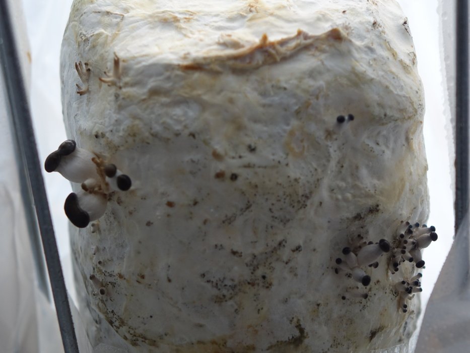 lubavamalysheva's tweet image. #secondlevel #espressomushroom bergenrabbit.net/2016/02/vy-ras…