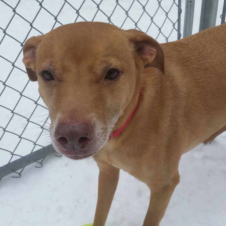 Visit us Sun, Noon-5pm
#AdoptableCats &amp; 
#AdoptableDogs like Brody, Gizmo, Colby, Bramble 
#MA 
978-443-6990 💝