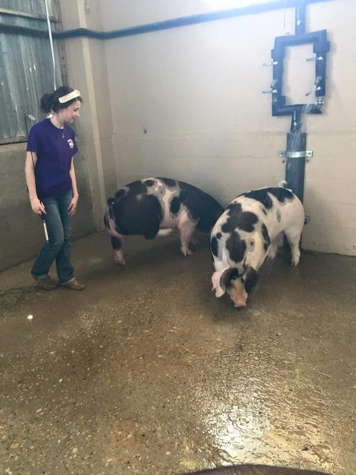 MansfieldFFAlum's tweet photo. #wearemansfield #mansfieldffa #tcjls https://t.co/bmQGF7Vrl3