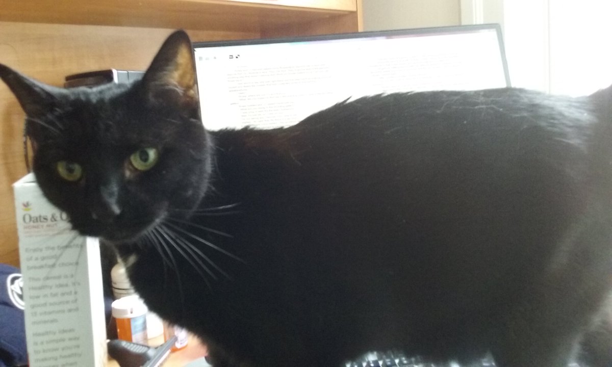 For @FromCarly, I got a picture of my #writingcompanions, Mithra, telling me breakfast > scene editing. #p2p16