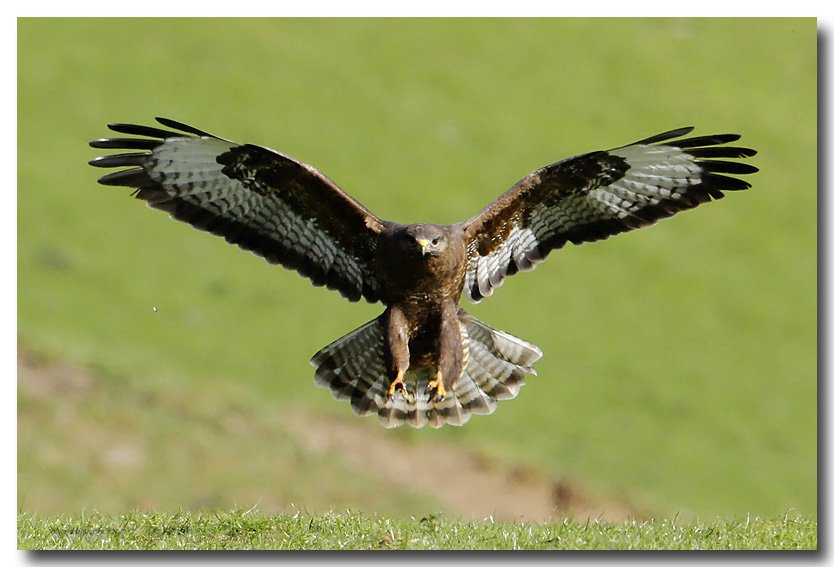 BontSave's tweet photo. at risk of habitat loss please sign/RT https://t.co/w8zABXKydF @RSPBCymru help protect our beautiful wildlife https://t.co/cV9sX9z0Ow