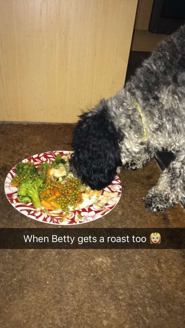Bexxlee11's tweet photo. My spoilt boo 🐶 https://t.co/zt0PlSe7G6