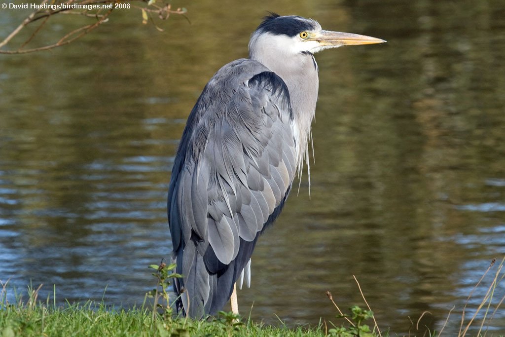 BontSave's tweet photo. at risk from habitat loss please sign/RT https://t.co/w8zABXKydF #StandByNature help protect our beautiful wildlife https://t.co/DmYOJ5yHPO