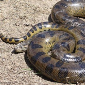 isitgossip's tweet photo. Guy finds huge #Anaconda in his home and here’s what he did, See here! https://t.co/JL7MBZ6igd #WildAnima https://t.co/xFspzgRh73