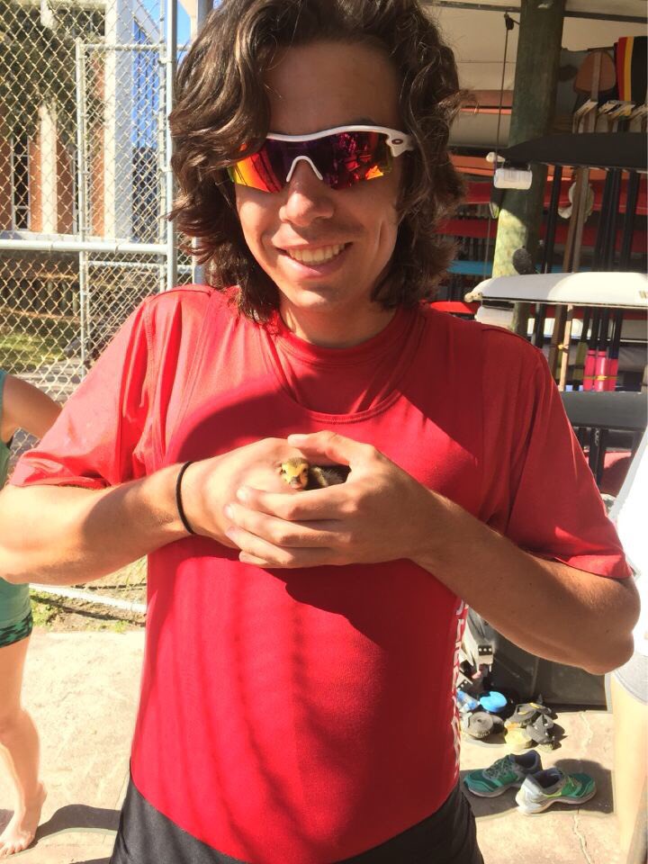 RowTTC's tweet photo. TTC Wildlife Rescue! We saved this little ducky this morning from under the dock. Welcome our new mascot Sebastian! https://t.co/AMWlcfb3HD