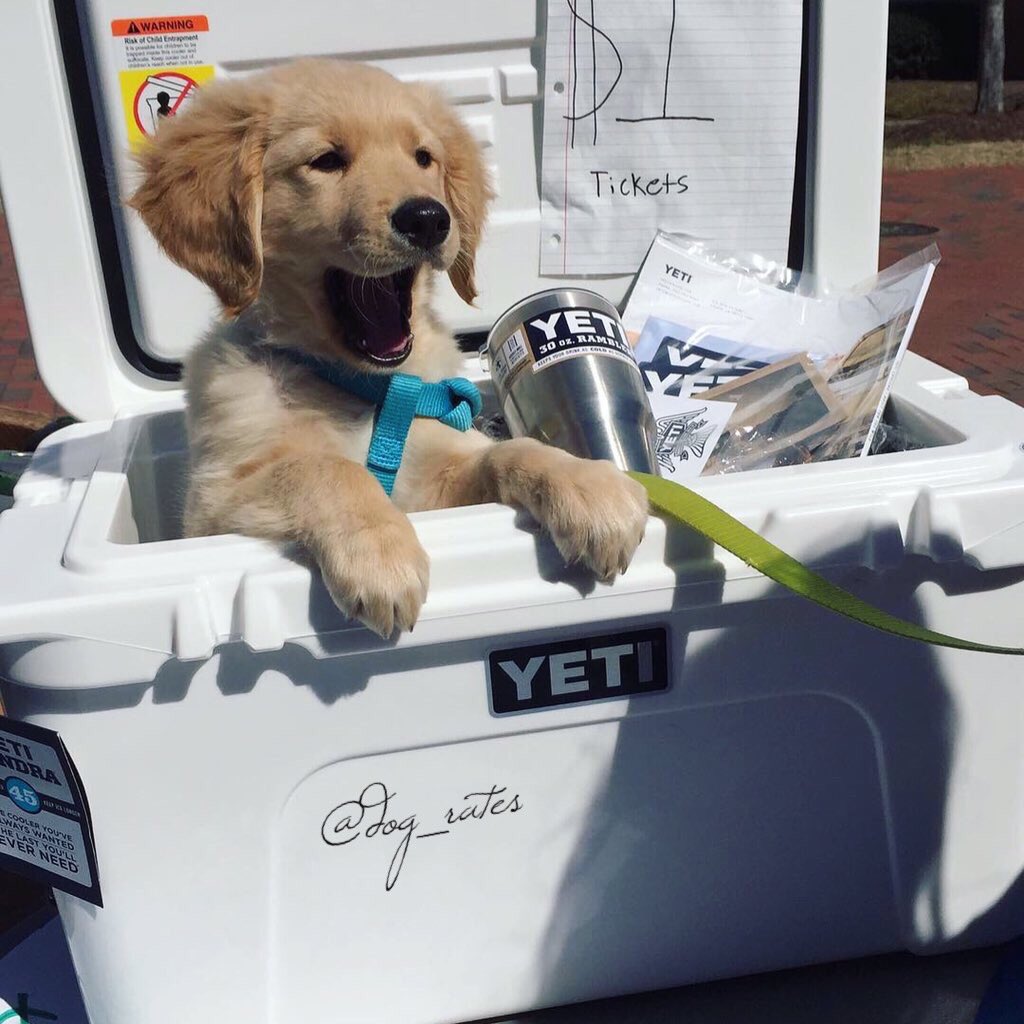 dog_rates's tweet photo. Please enjoy this pup in a cooler. Permanently ready for someone to throw a tennis ball his way. 12/10 https://t.co/KUS0xl7XIp