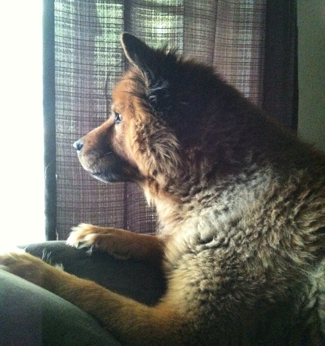 dogs_dig's tweet photo. Waiting for the mailman... #DogsDig #DailyDog #DogsOfTwitter #Sappho #Chow #GermanShepherd #ChowGermanShepherd #Dog https://t.co/Inl7fWZbYx