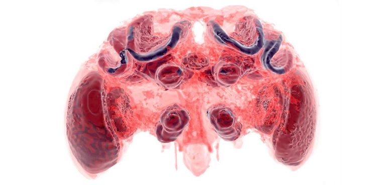 Vilavaite's tweet photo. Miniature #bee #brainCT scans investigate the causes of their worldwide decline @NHM_London
https://t.co/x1KWqZHE1P https://t.co/0s99sVSRDp