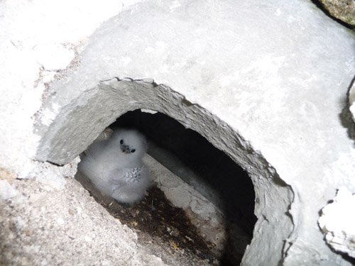 AlleyDaniele's tweet photo. Who would have thought Id be involved with ''#Longtail Igloo's'' #Bermuda. Fascination, Wonder, Awe! #Conservation https://t.co/q1xWTZZN4Q