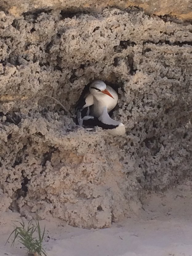AlleyDaniele's tweet photo. Who would have thought Id be involved with ''#Longtail Igloo's'' #Bermuda. Fascination, Wonder, Awe! #Conservation https://t.co/q1xWTZZN4Q